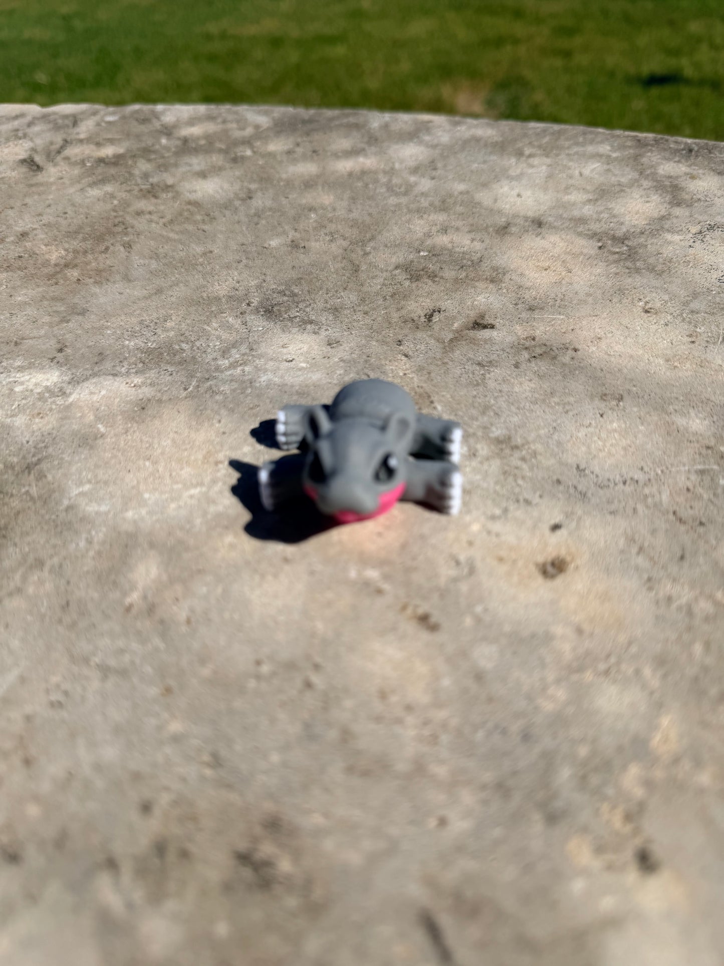 Hippo Hatchling